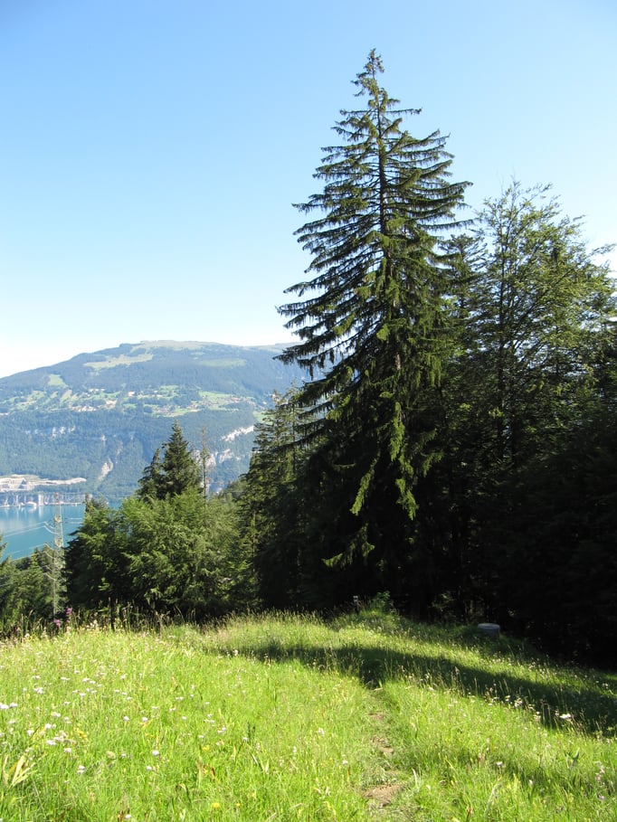 Blick über den See zum Niederhorn.  Bild: C. Schatzmann