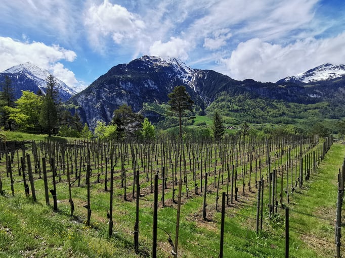 Auf der Bodenfluh befindet sich der höchstgelegene Weinberg des Kantons Bern