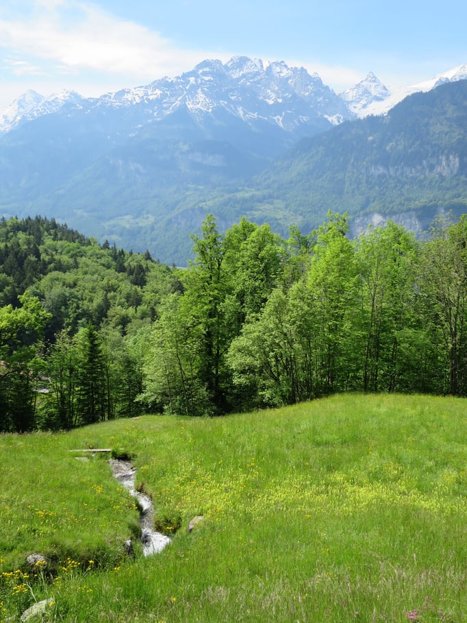 Frühling auf Halgenfluh  Bild: Andreas Staeger