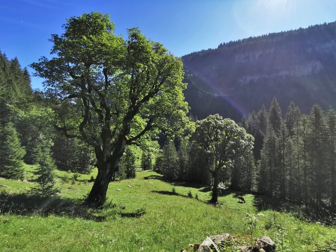 Parkambiente durch mächtige Bergahorne. Bild: Andreas Staeger