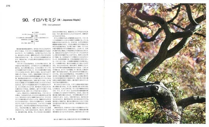 秋の紅葉が美しいイロハモミジは、幕末に西洋に輸出され、人気を博した