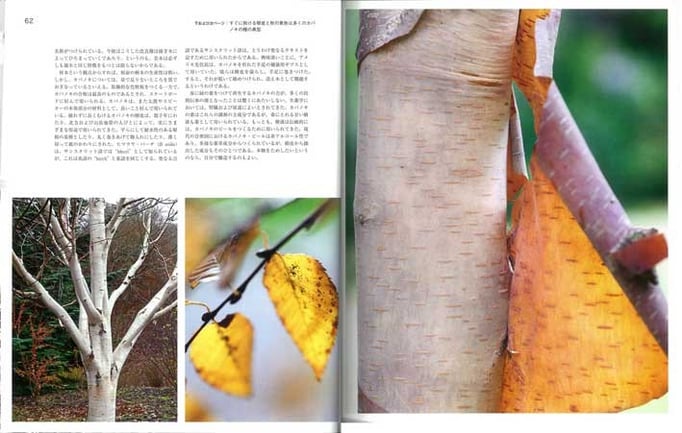 カバノキの美しい樹皮は、屋根の基層部や物入れ、聖典の用紙、ギプスとさまざまに利用され、樹液の薬効も注目されている