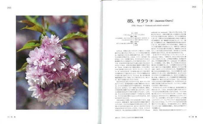 日本文化を象徴するともいえるサクラは、江戸時代に200もの品種が生み出され、いくつかは欧州に渡り、日本に逆輸入された