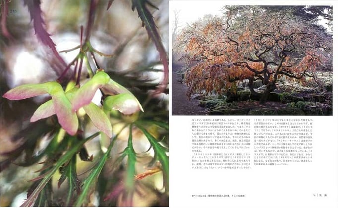 イロハモミジは、江戸時代に多数の変種が生まれ、「唐織錦」「笠置山」など風流な名が残る