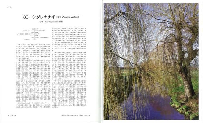 シダレヤナギは中国北部のオアシスが原産で、リンネによる学名はバビロン川にちなんでいるが、実は誤訳に基づいていた