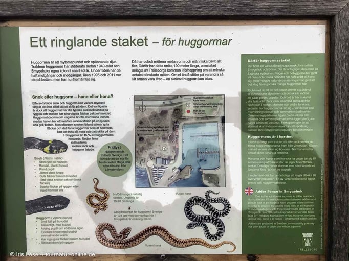 Smygehuk - Infotafel "Schlangen"