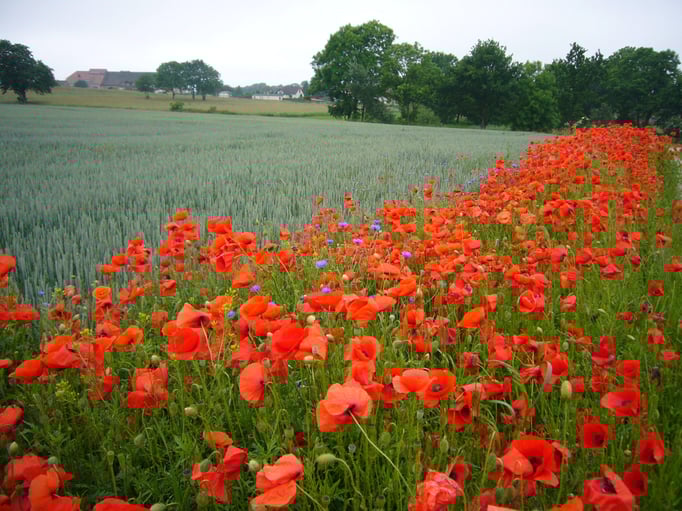 am Wegesrand von Stolpe zum Stolper Hafen im Frühjahr