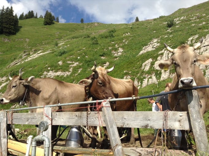 Langä Bodä draussen melken