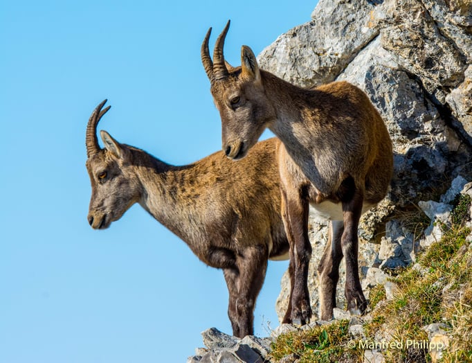 Junge Steinböcke beobachten die Gegend