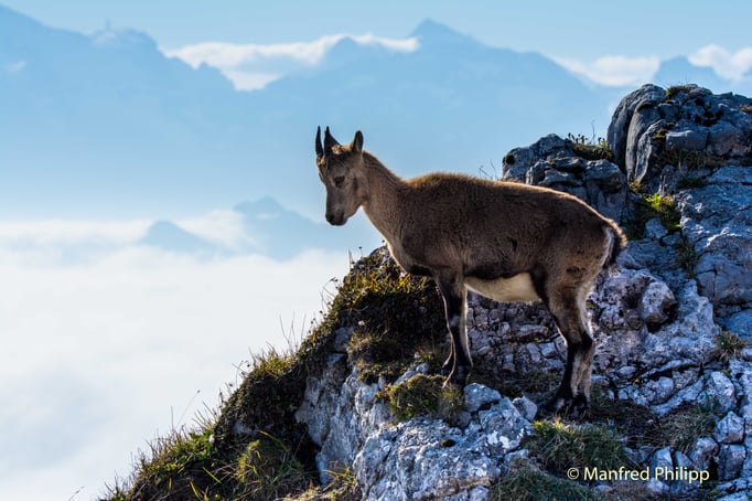 Junger Steinbock am Pilatus