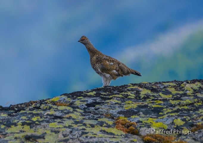 Alpenschneehuhn im Saastal