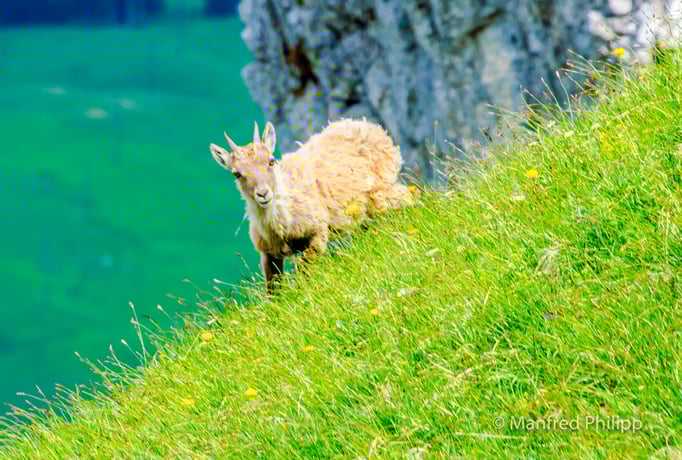 Steingeiss auf dem Pilatus