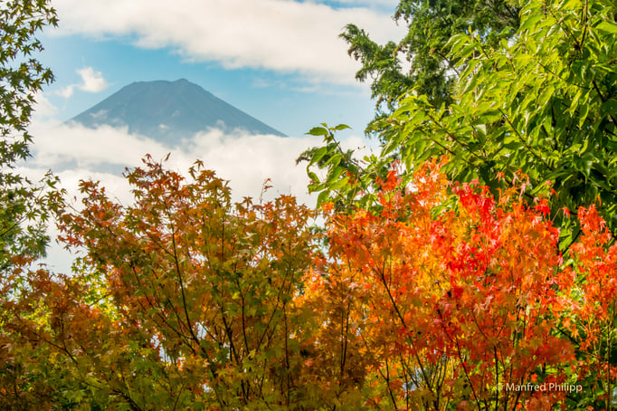 Fuji mit Herbstlaub