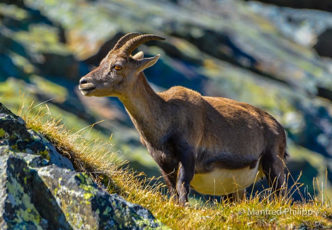 Steingeiss bei Saas Fee