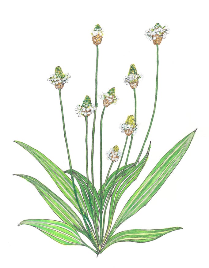 Ribwort / Spitzwegerich