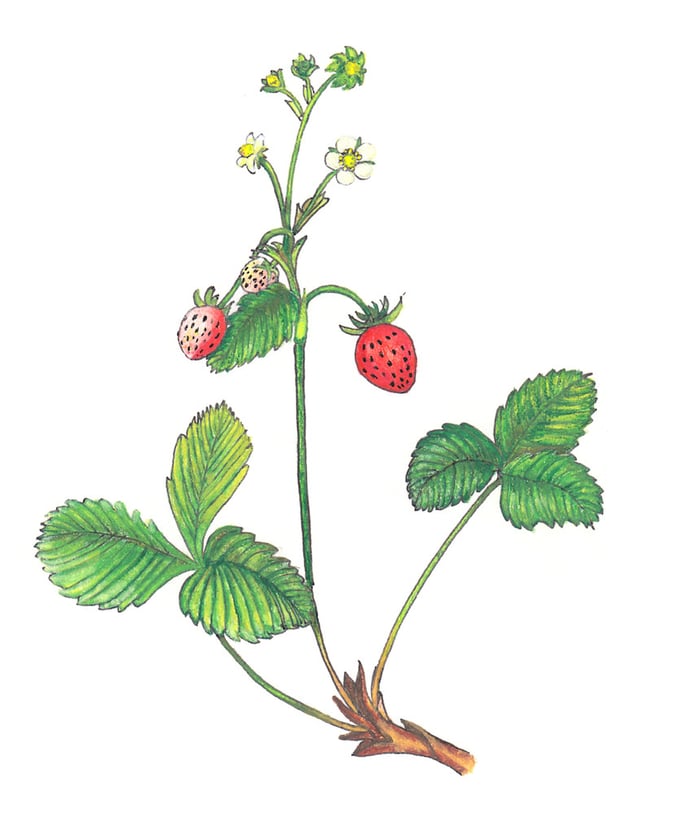 Woodland Strawberry / Walderdbeere