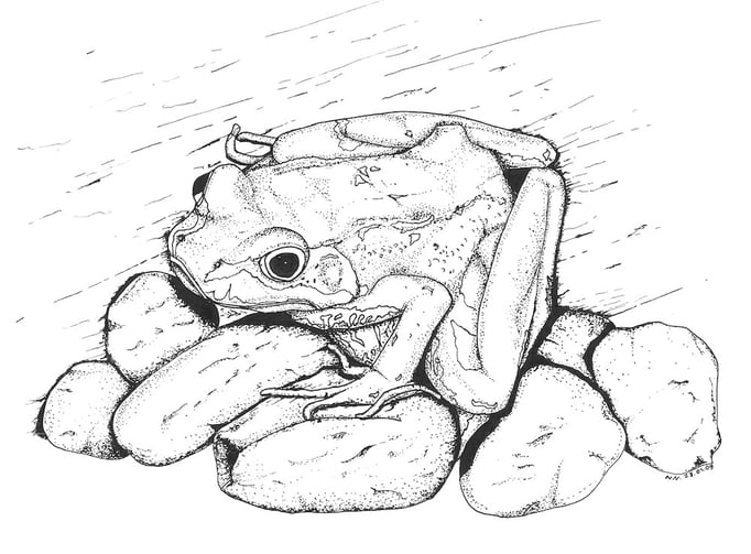 Grass Frog / Grasfrosch