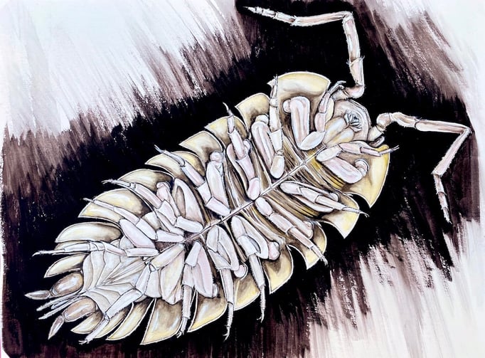 Eine Assel von unten: Sie besitzt sieben Beinpaare. Ganz hinten zwischen den letzten beiden Beinpaaren sind ihre Kiemen zu sehen. 