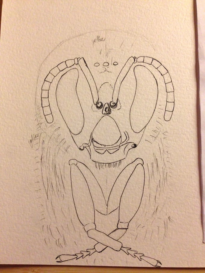 Mit Tusche werden die Konturen ausgezogen.