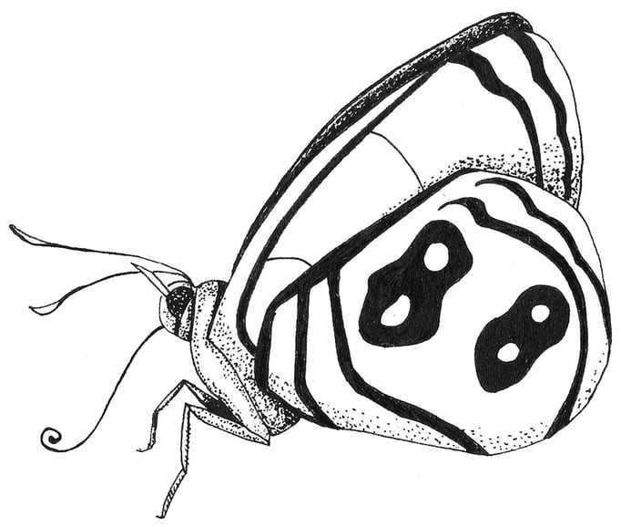 Butterfly / Schmetterling