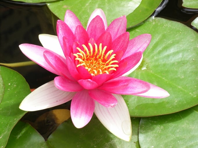 Ich bin eine Bildlegende ...