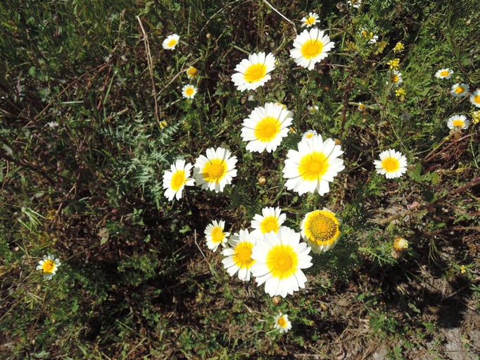 marguerites