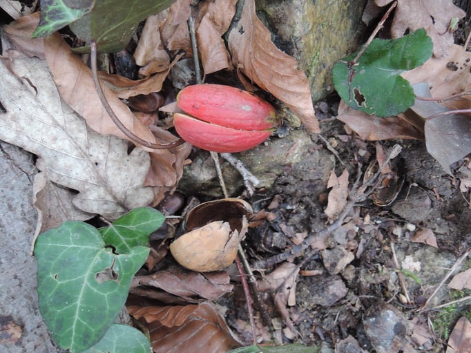 Un nouveau chêne prend vie.