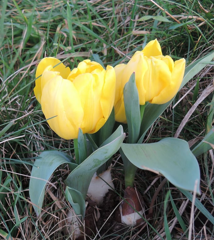 Petites tulipes à Berniquaut (plantées?!)