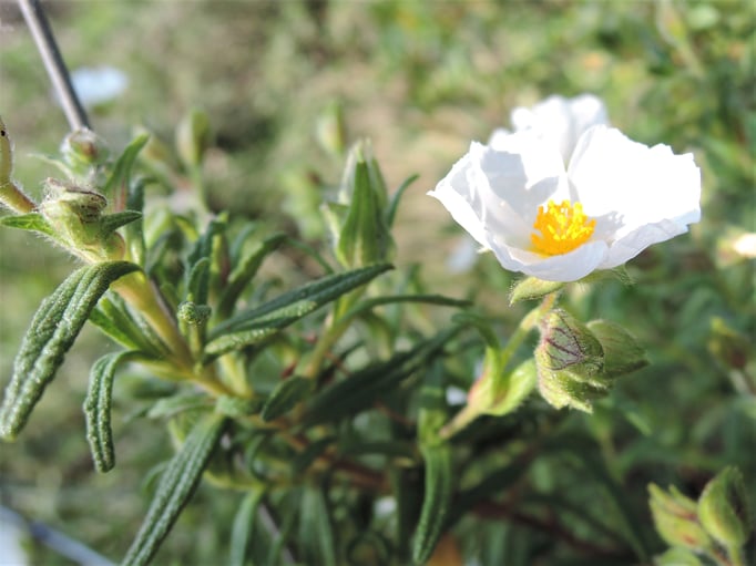 ciste de Montpellier