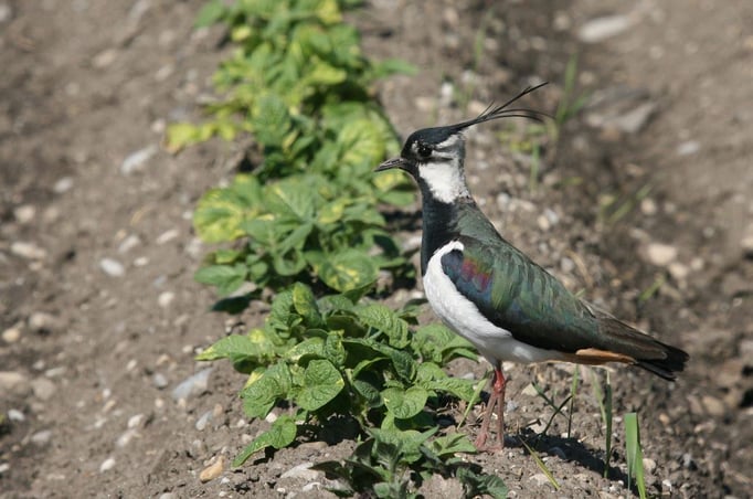 Kiebitz im Feld (Foto: Christoph Moning, LBV-Archiv)