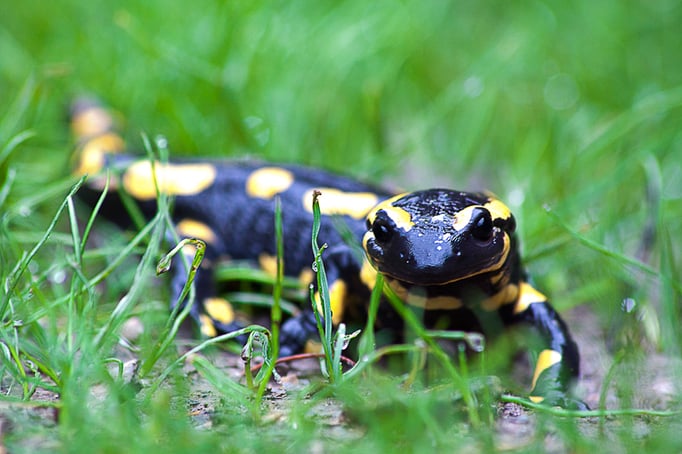 Salamandre