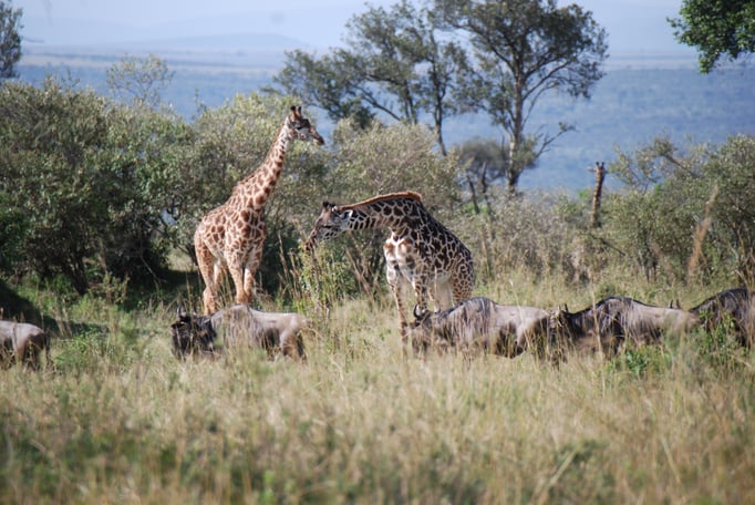 Massai Mara, Netzgiraffen