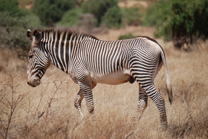 Samburu Nationalpark, Grevy Zebra 
