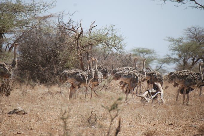 Samburu Nationalpark, Strauß 