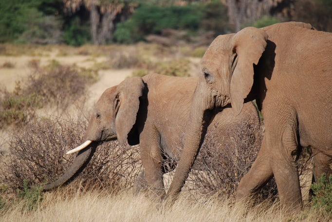 Samburu Nationalpark, Elefanten