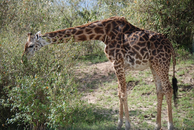 Massai Mara, Netzgiraffen