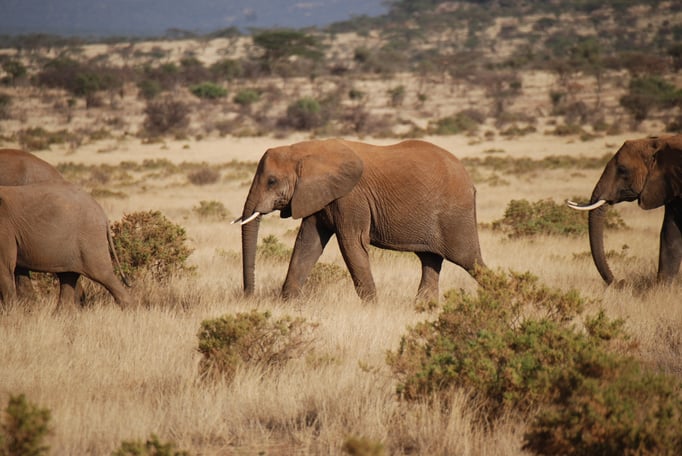 Samburu Nationalpark, Elefanten