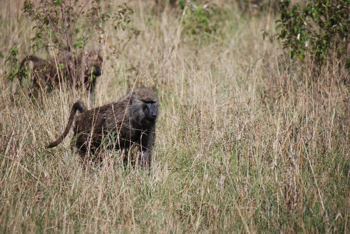 Massai, Mara, Paviane