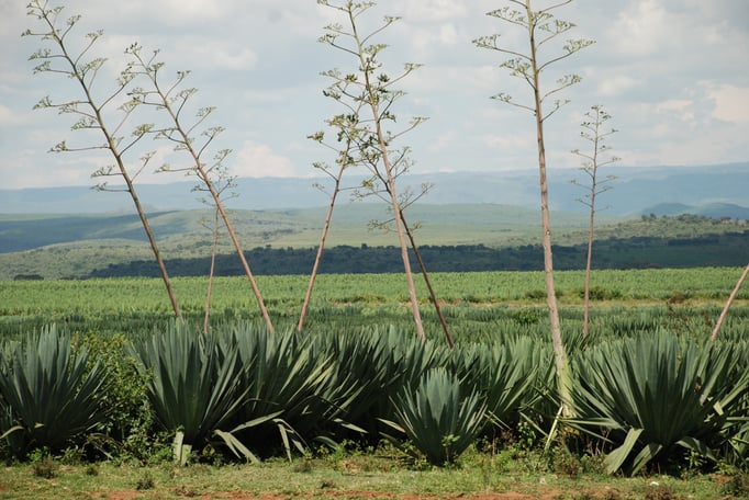Sisal Plantage mit Fabrik zur Sisal Verarbeitung