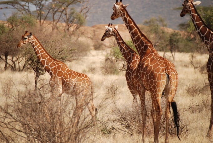 Samburu Nationalpark, Netzgiraffen