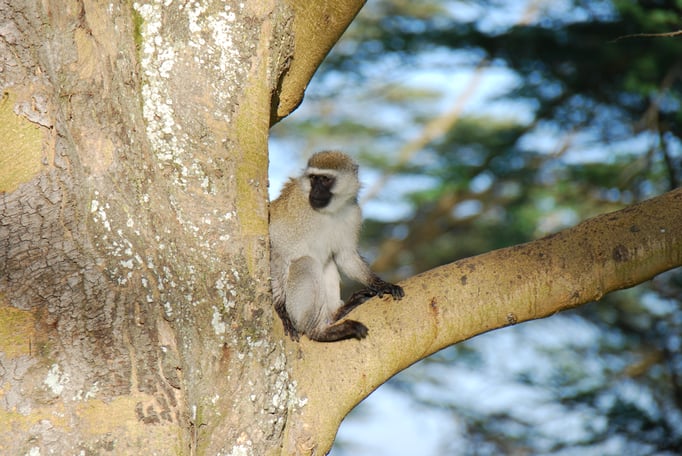 Nakuru Nationalpark, Sandmeerkatzen