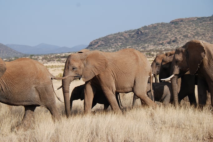 Samburu Nationalpark, Elefanten