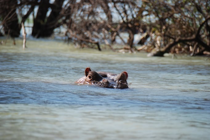 Baringo See, Flußperde