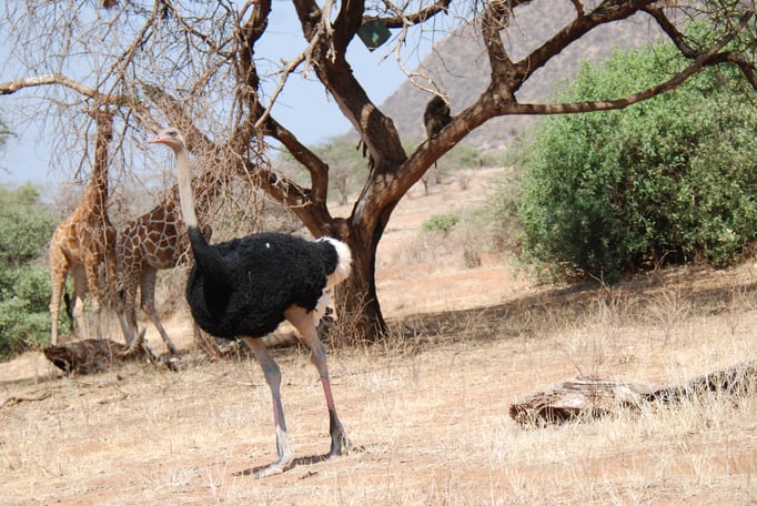 Samburu Nationalpark, Strauß 