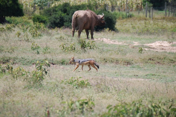 Nakuru Nationalpark, Schakal 