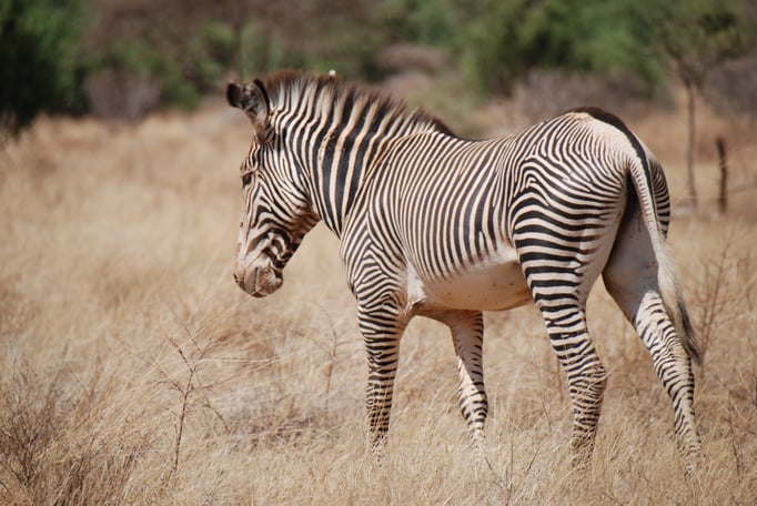 Samburu Nationalpark, Grevy Zebra 