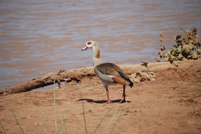 Samburu Nationalpark, Nilgänse am Uaso Nyiro Fluss