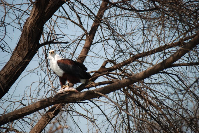 Baringo See, Schreiseeadler
