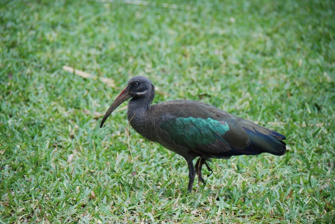 Samburu Nationalpark, Hagedasch gehört zu den Ibissen