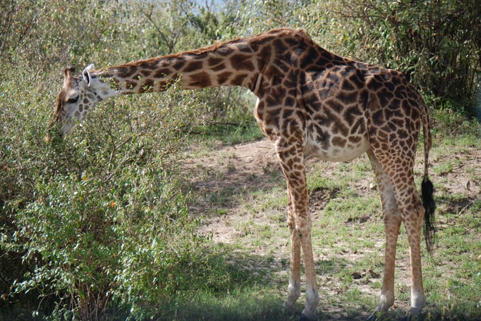 Massai Mara, Netzgiraffen
